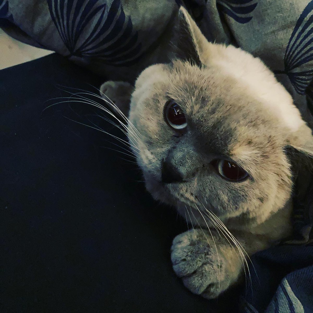LaGodden's tweet photo. Mood. #Caturday https://t.co/bBWhmYIUjj