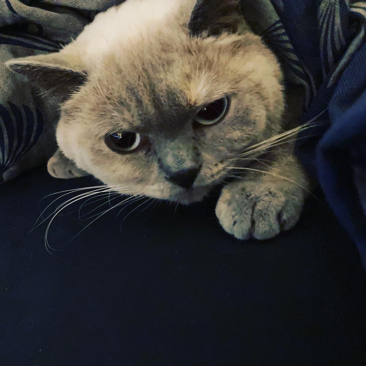 LaGodden's tweet photo. Mood. #Caturday https://t.co/bBWhmYIUjj