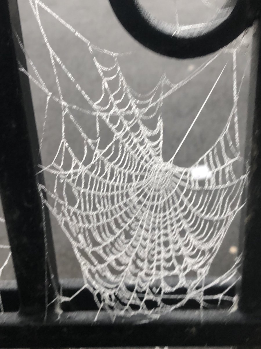janene_cox's tweet photo. Whilst I am scared of slipping on the ice - even I cannot deny the beauty and intricacy of these webs this morning #amazingspiders https://t.co/klDVYRY6YV