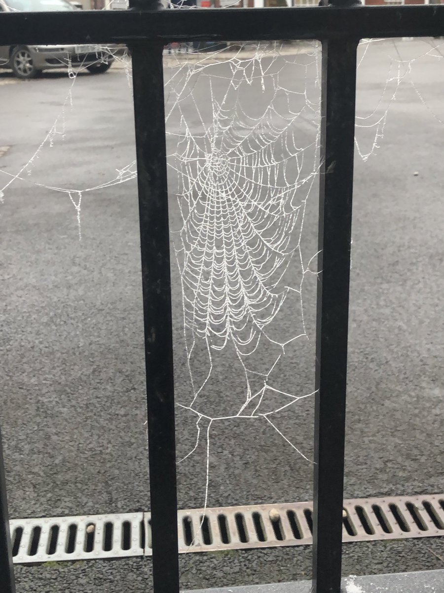 janene_cox's tweet photo. Whilst I am scared of slipping on the ice - even I cannot deny the beauty and intricacy of these webs this morning #amazingspiders https://t.co/klDVYRY6YV