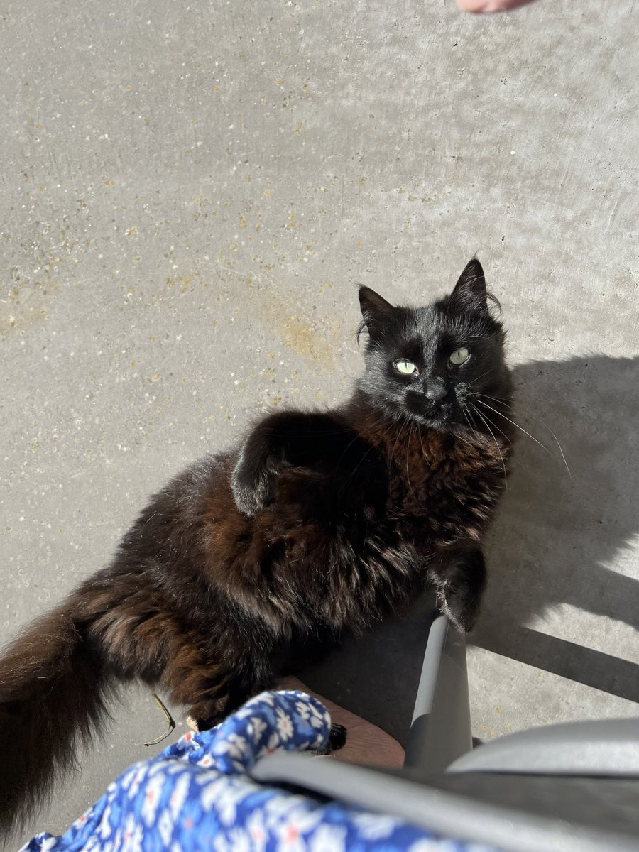 lynette13929011's tweet photo. @bastet8300 @scruffkit @RolfatWarwick @oldenoughtosay @UrsulaV @saucypirate @johnstf @seananmcguire My two relaxing on a Saturday https://t.co/w1eUbYO0rk