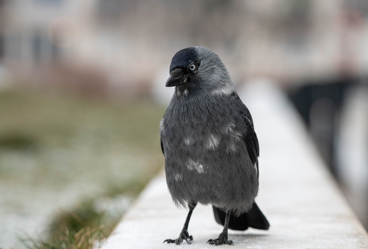 Sphyrna Mokarran (@s_mokarran) on Twitter photo 