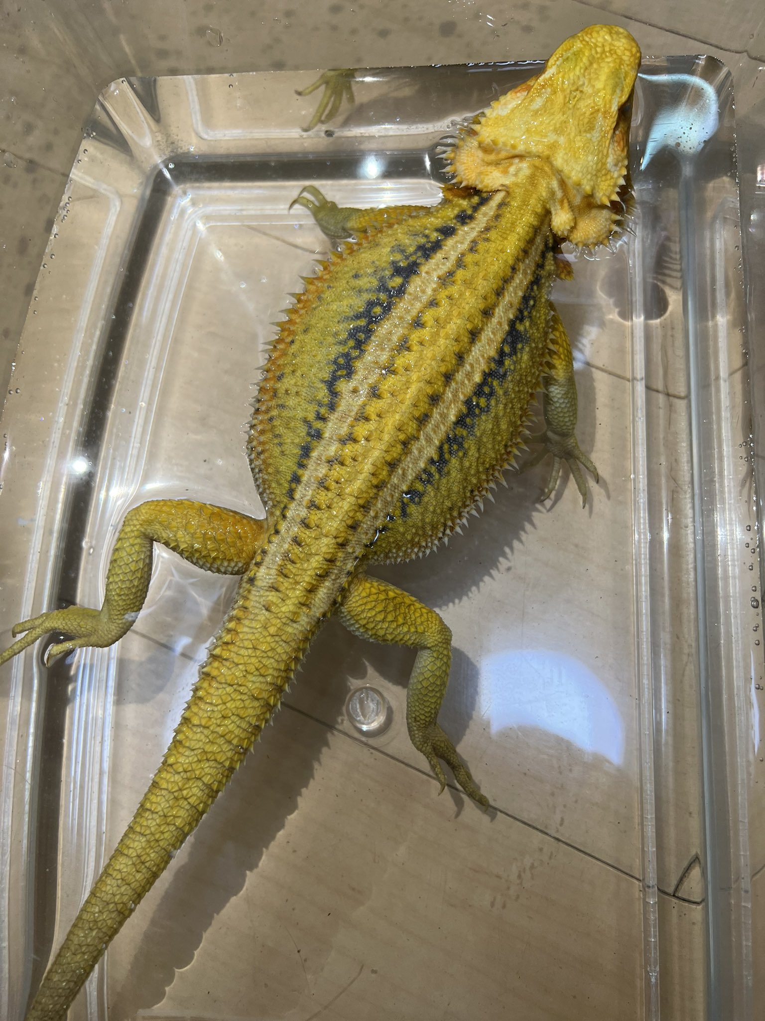 Keyフトアゴ 温浴すると綺麗に色が出るね フトアゴ フトアゴヒゲトカゲ 爬虫類 サンダーボルト ジェネティックストライプ 爬虫類好きと繋がりたい T Co Dhnj9ulprb Twitter