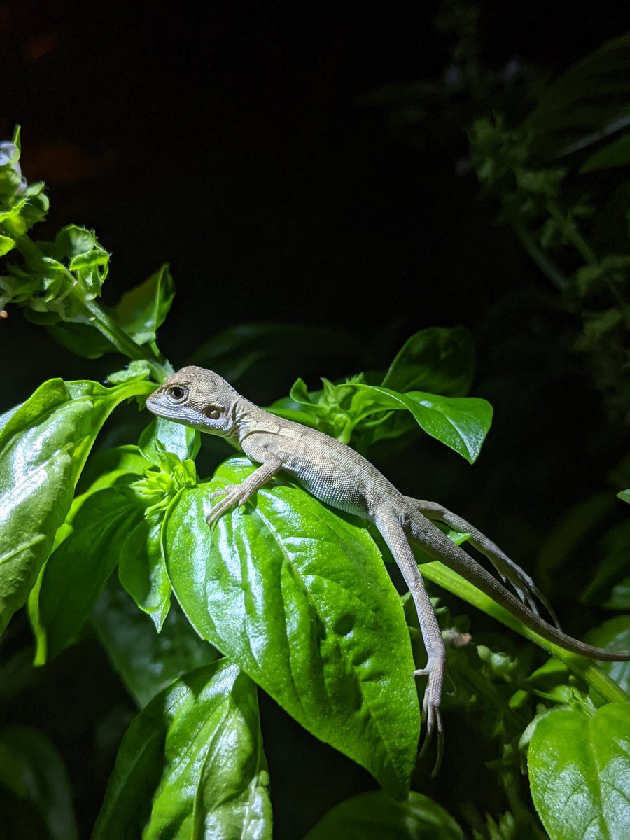 jp_spry's tweet photo. Always wash your basil
#reptiles #darwin https://t.co/c9A3BD2rSi