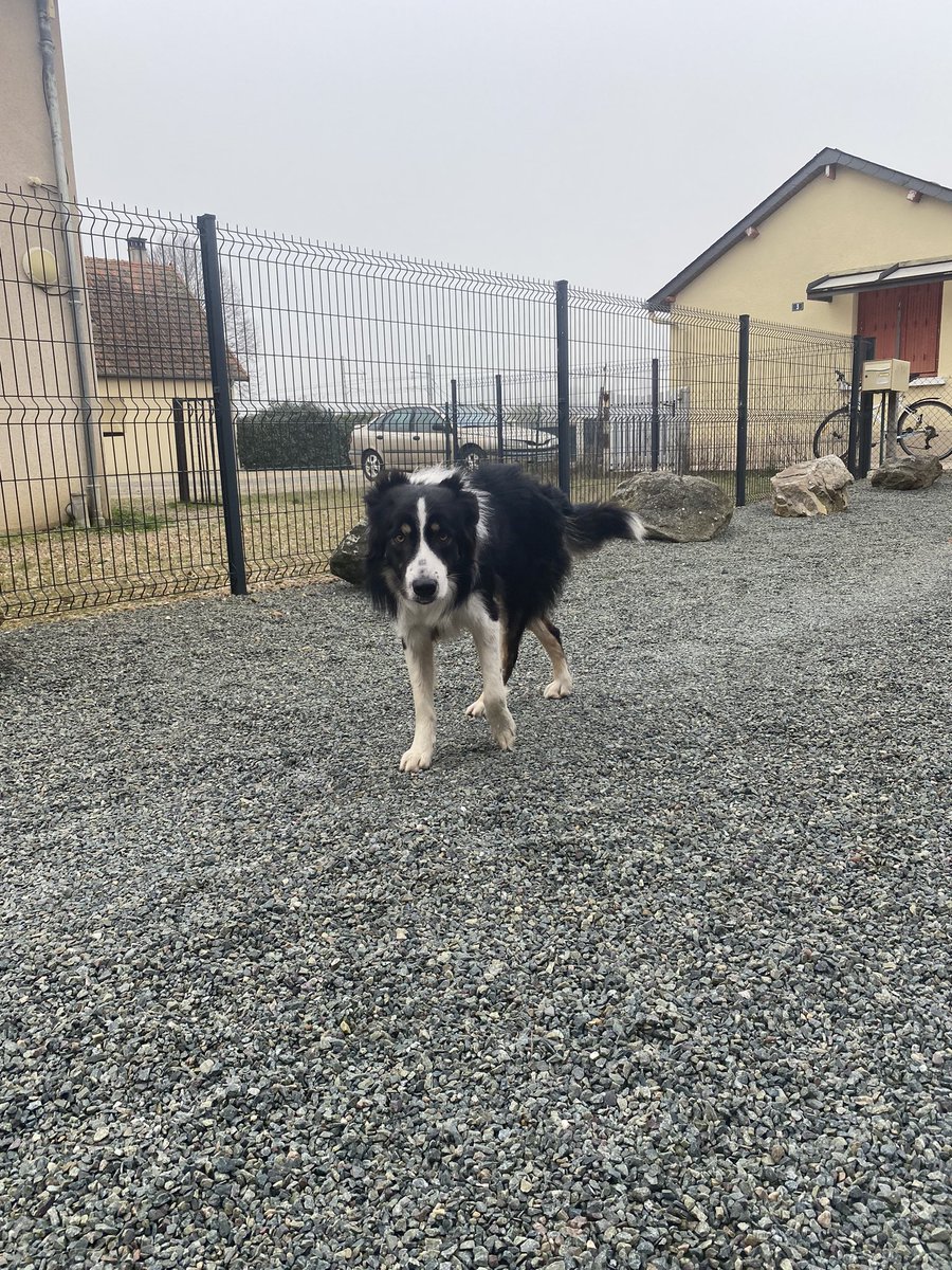 Lauralepcl's tweet image. ⚠️ Chien trouvé à Saint mars la bière (72) ⚠️

 Il n’a pas de collier et il est très craintif.