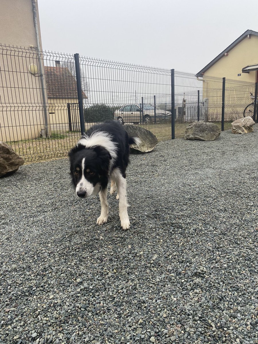 Lauralepcl's tweet image. ⚠️ Chien trouvé à Saint mars la bière (72) ⚠️

 Il n’a pas de collier et il est très craintif.