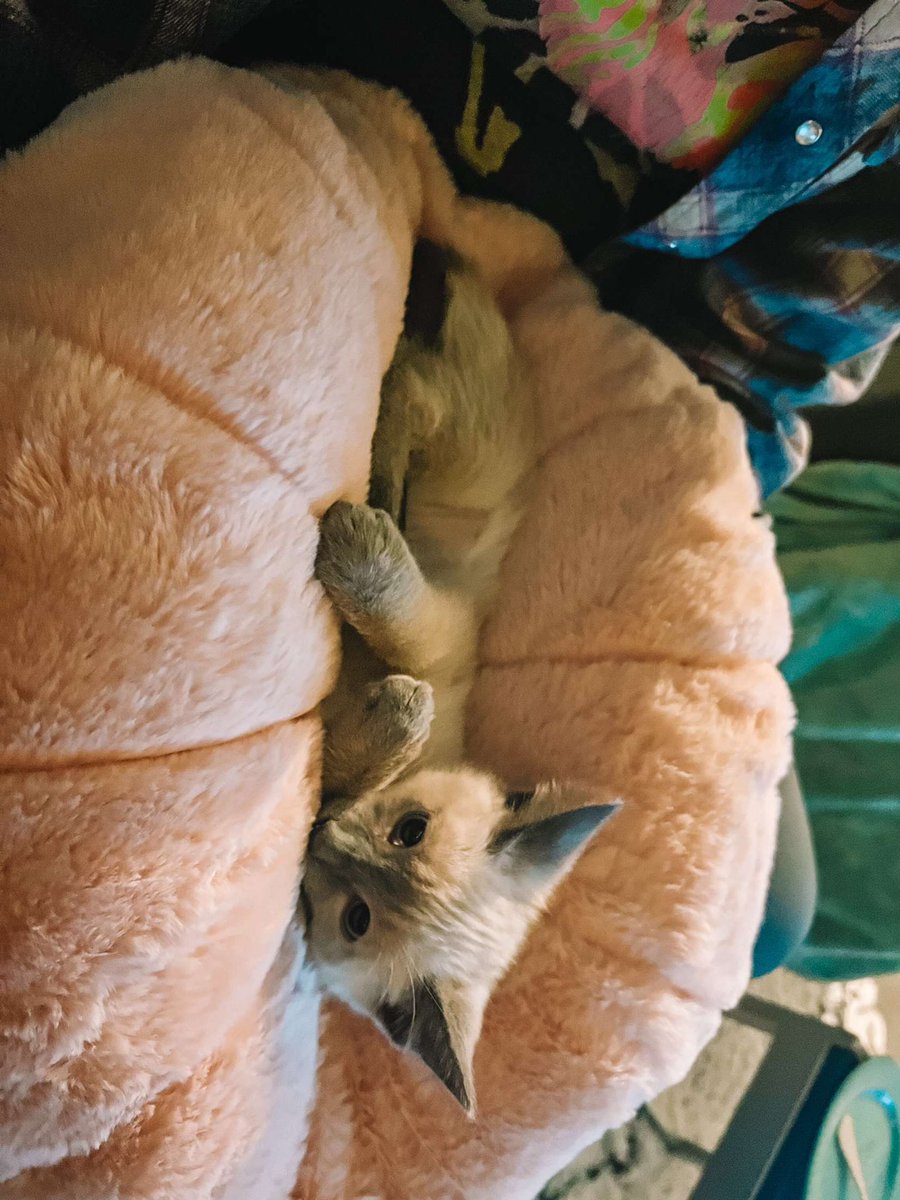 hoiming10's tweet photo. Ottilie 🥰 https://t.co/bjOmsXxF0g
