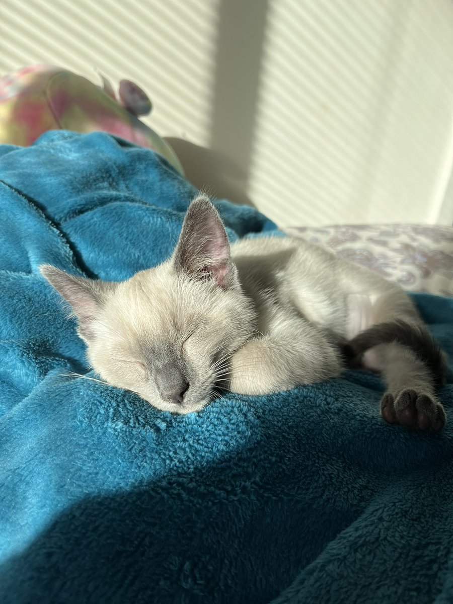 hoiming10's tweet photo. Ottilie 🥰 https://t.co/bjOmsXxF0g