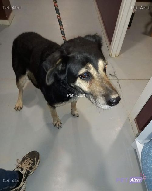 #PetAlertCatalunya #FemXarxa #XarxaBarcelonaTrobats <a href="/pont_roma/">Perduts trobats🐕🐈Catalunya</a>
TROBADA gosseta a SANT FOST DE CAMPSENTELLES (Barcelona)
14/01/22
Femella, és a Caldes Animal. Busquem la família. Preguem difusió.
Contacte: 666526181/caldesanimal@caldesanimal.org