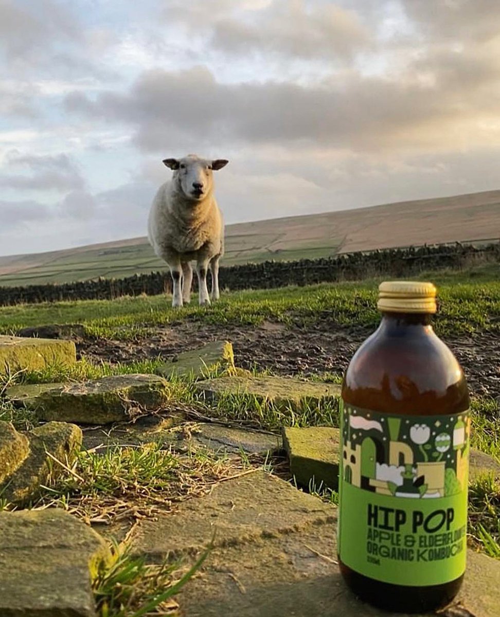 drinkhippop's tweet photo. How do ewe like your morning brew? π
#kombuchaaddict #kombuchalove #kombuchalover #eatsleepboochrepeat #fermenteddrinks #fermentedfoods #organic #organicdrinks #guthealth #guthealthmatters #drinkhippop #hippop https://t.co/QRA0Tcg2yy