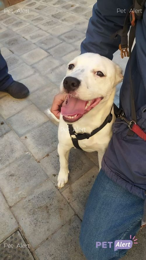 #PetAlertCatalunya #FemXarxa #XarxaBarcelonaTrobats <a href="/pont_roma/">Perduts trobats🐕🐈Catalunya</a>
TROBAT gosset cadell a SANTS, BARCELONA (Barcelona)
14/01/22
Zona: Rambla Badal
Cadell. Ho té un particular, si sabeu de qui és favor comunicar-se amb el contacte.
Contacte: facebook.com/cristina.roque…