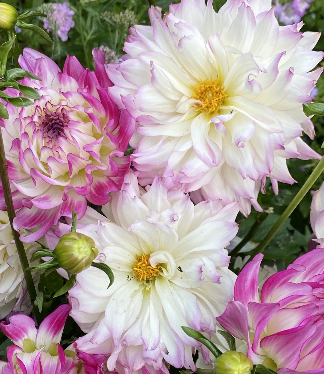 Clair @DyingWell_UK will be able to rest easy, knowing her legacy will live on. She is truly an inspiration in how she approaches death whilst also helping others to engage with it. We all need some of Clair in us. Do check out her blog, and Clair - these dahlias are for you. x