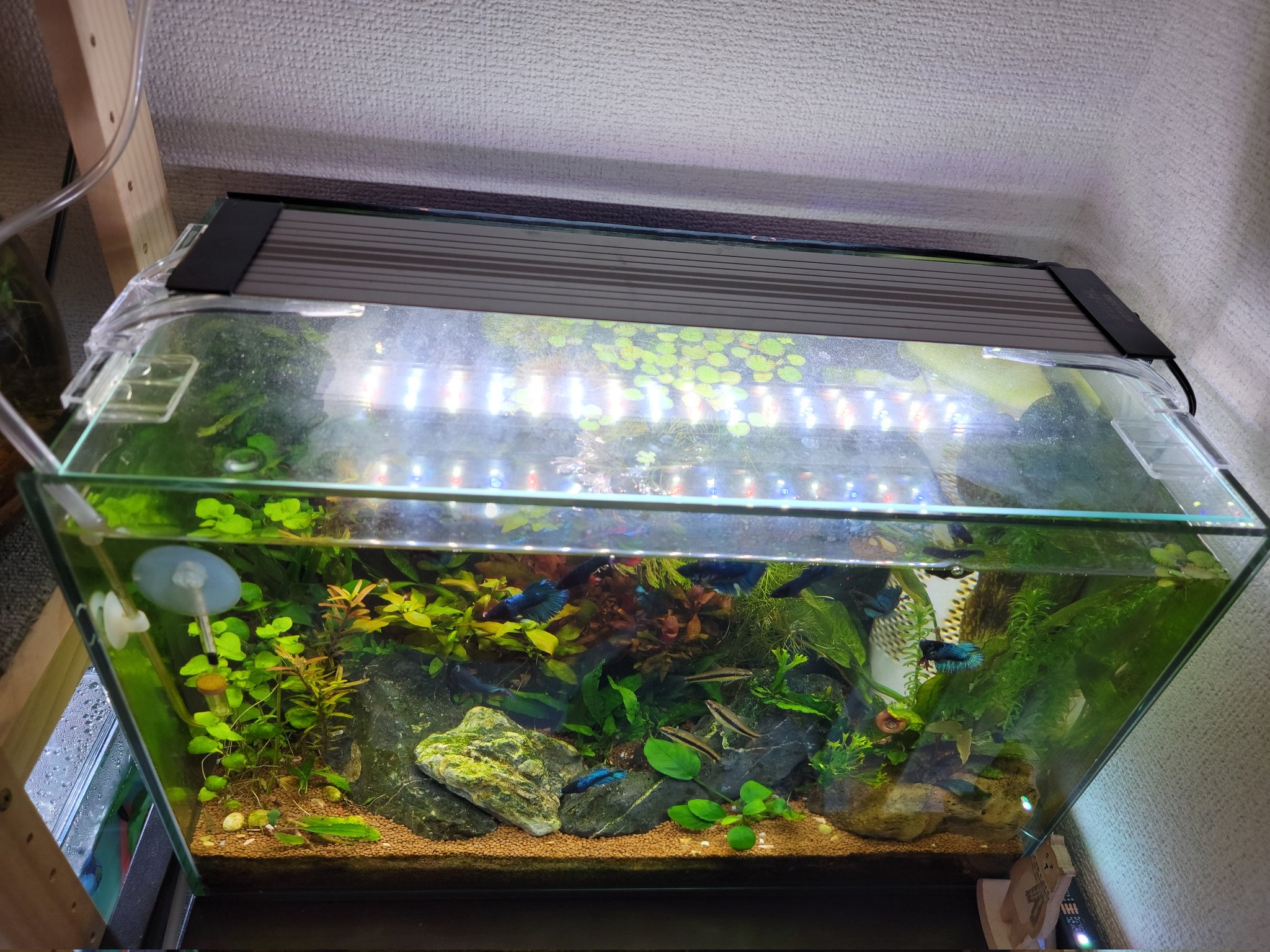 やっぴーベタお やっぴーごりお Ypgorio Twitter