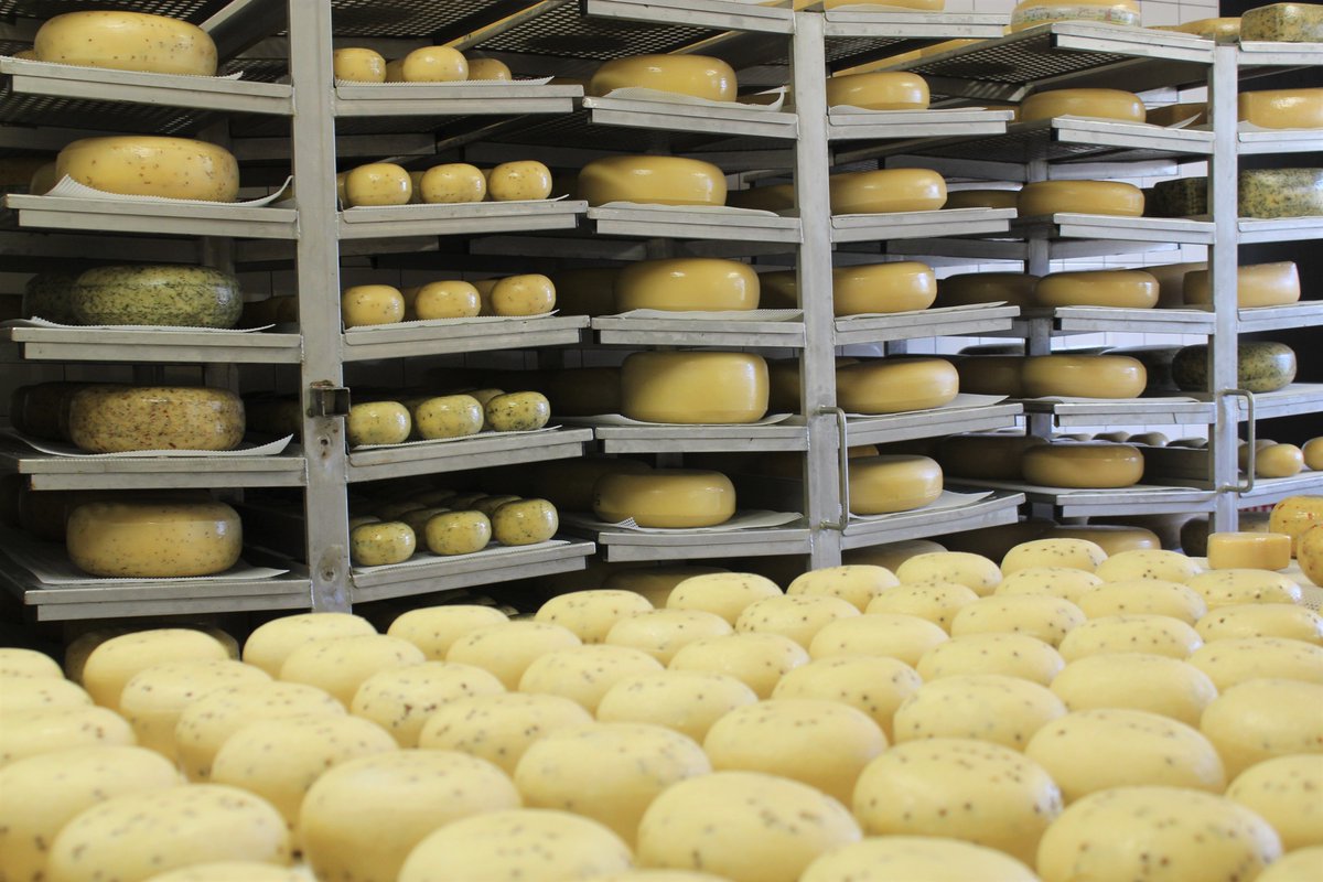 UtopiaHoeve's tweet image. Vanmiddag (zaterdag) is onze #boerderijwinkel weer open!! Proef het #platteland #proef onze #Boerenkaas #geitenkaas #Boerengeitenkaas en onze #Geitenyoghurt #kooplokaal #streekproduct vers-lokaal-dichtbij #geitenboerderij #kaas #ambachtelijk