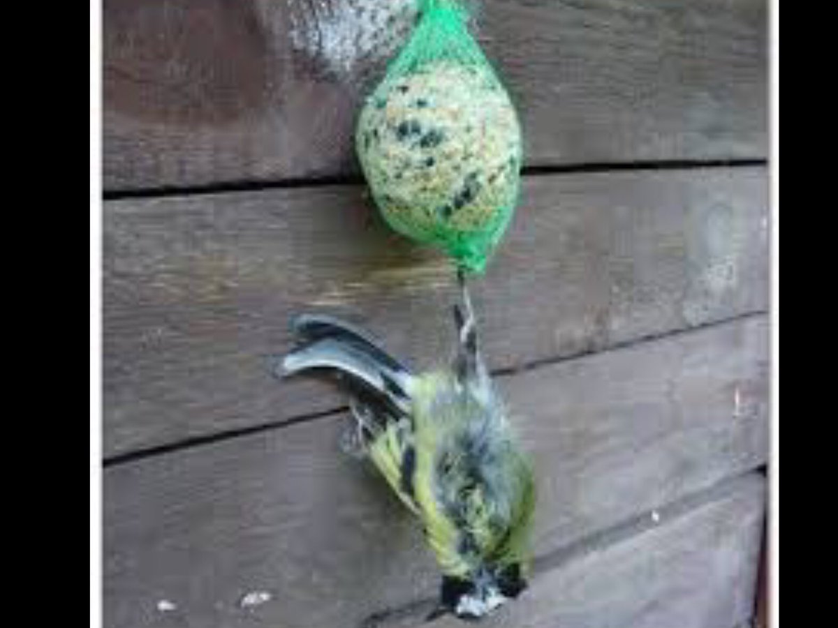 ClaireForet's tweet photo. ATTENTION DANGER : Si vous nourrissez les oiseaux en hiver, vous devez absent retirer les filets entourant les graines #plrt https://t.co/CX2983g5Nw