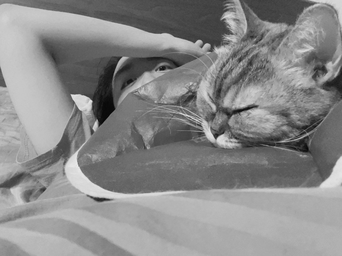 동쪽의 피터 tweet media