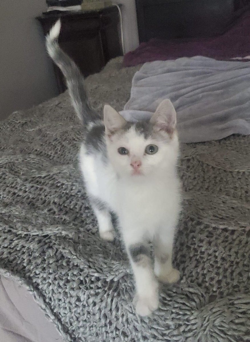 UnNidAToit's tweet photo. A L’ADOPTION Angela, 2 mois, 
Recherche un foyer sans autre chat ou avec un chien ou chat très accueillant!

#adoptionresponsable contact par messenger @UnNidAToit Corse https://t.co/KIq3DyQCj8