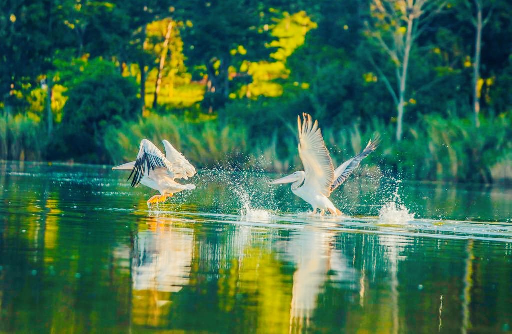 ben_ndag's tweet photo. En plus du lac Tanganyika, d'autres lacs à #Kirundo, destination touristique du jour par la famille de S.E @GeneralNeva notamment #Kanzigiri, #Rweru, #Cohoha,#Rwihinda et #Gacamirindi.Ces lacs sont bordés par une végétation luxuriante et une population animale très impressionante https://t.co/AohzKEkGxb