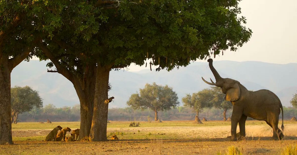 GlobalElephants's tweet photo. Many plants need to be eaten by animals to migrate throughout their environment. As wildlife eat seeds, the plants get spread across the landscape. But as climate change threatens our wildlife populations, our plant species may be threatened as well. https://t.co/JPuP3Vnmab https://t.co/BmOqftNtKu