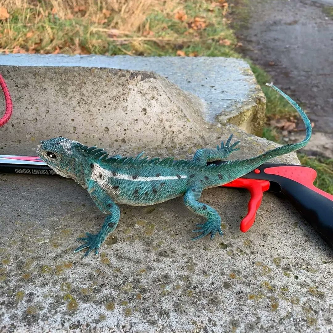 Litterwatch1's tweet photo. A difficult #litterpick for Chris today from #pawsagainstlitter in #Wednesbury. Not only did he remove lots of #litter #burntoutcar, #flytipping, a #shoppingtrolley & an #inguana you decide if it's real or not
#adoptastreet #flytippingisacrime @SercoESUK @sandwellcouncil https://t.co/Ky0iMi1OyW