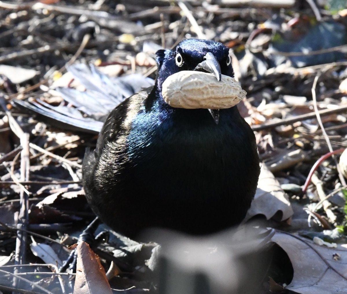 Common Grackle having a peanut breakfast #birdcpp #centralpark