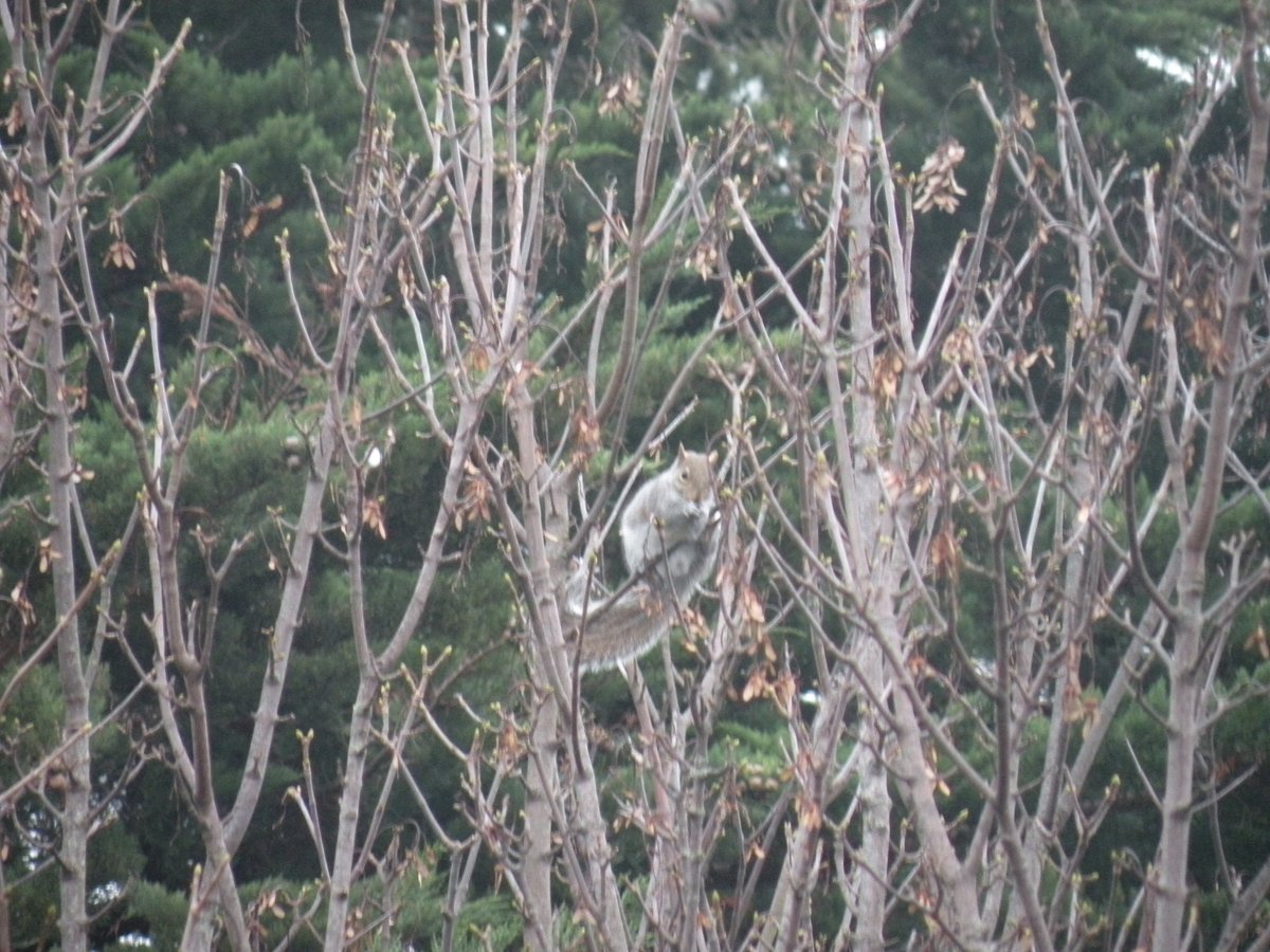 PaulMaraIreland's tweet photo. I see you! :-)
#SquirrelPoint https://t.co/jqx4JvVkLU