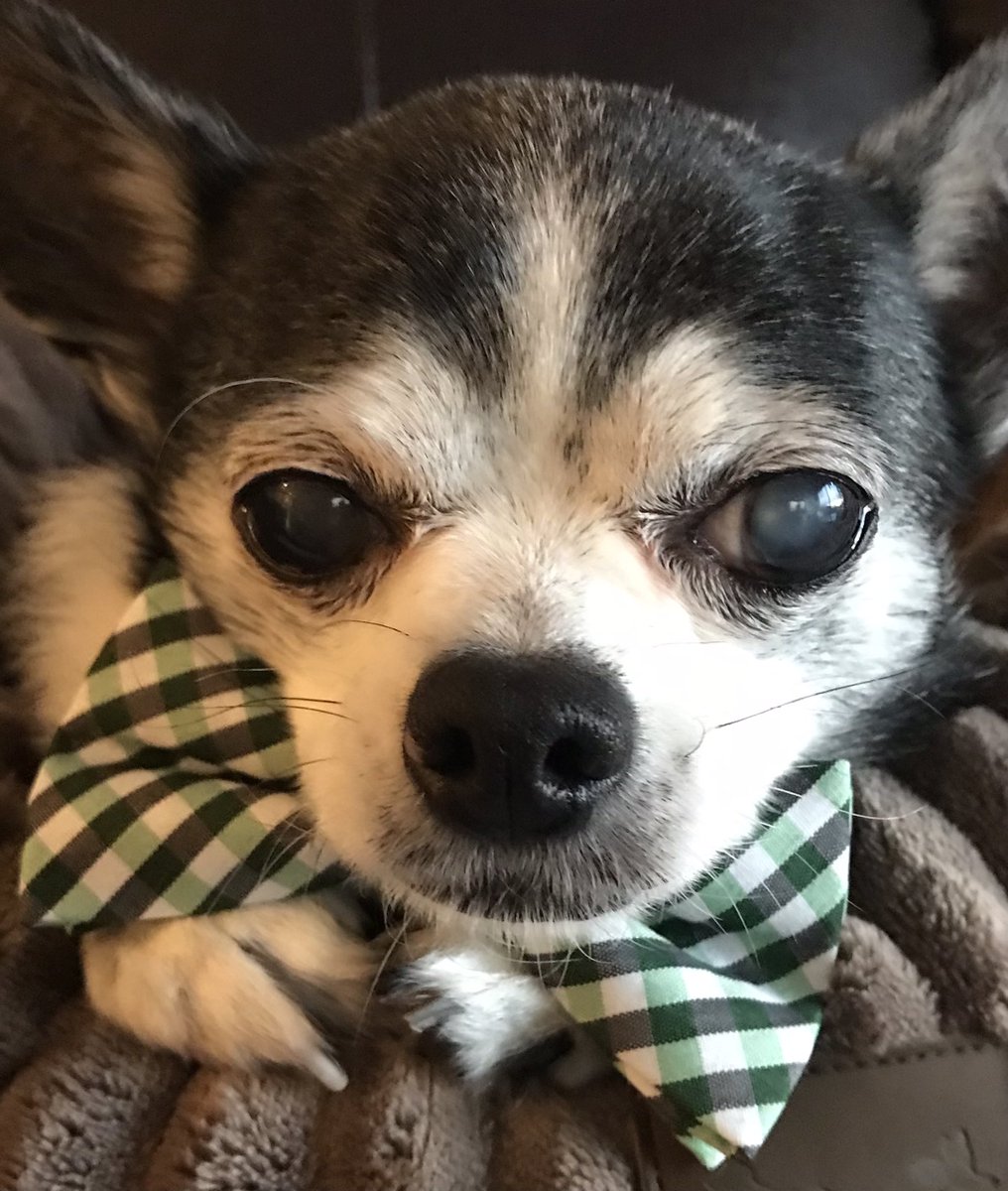 Happy Saturday 💚

Sprinkle A Little Love Into Someone’s Heart Today!!

#SeniorPup
#DogsAreFamily 
#DogsOfTwitter