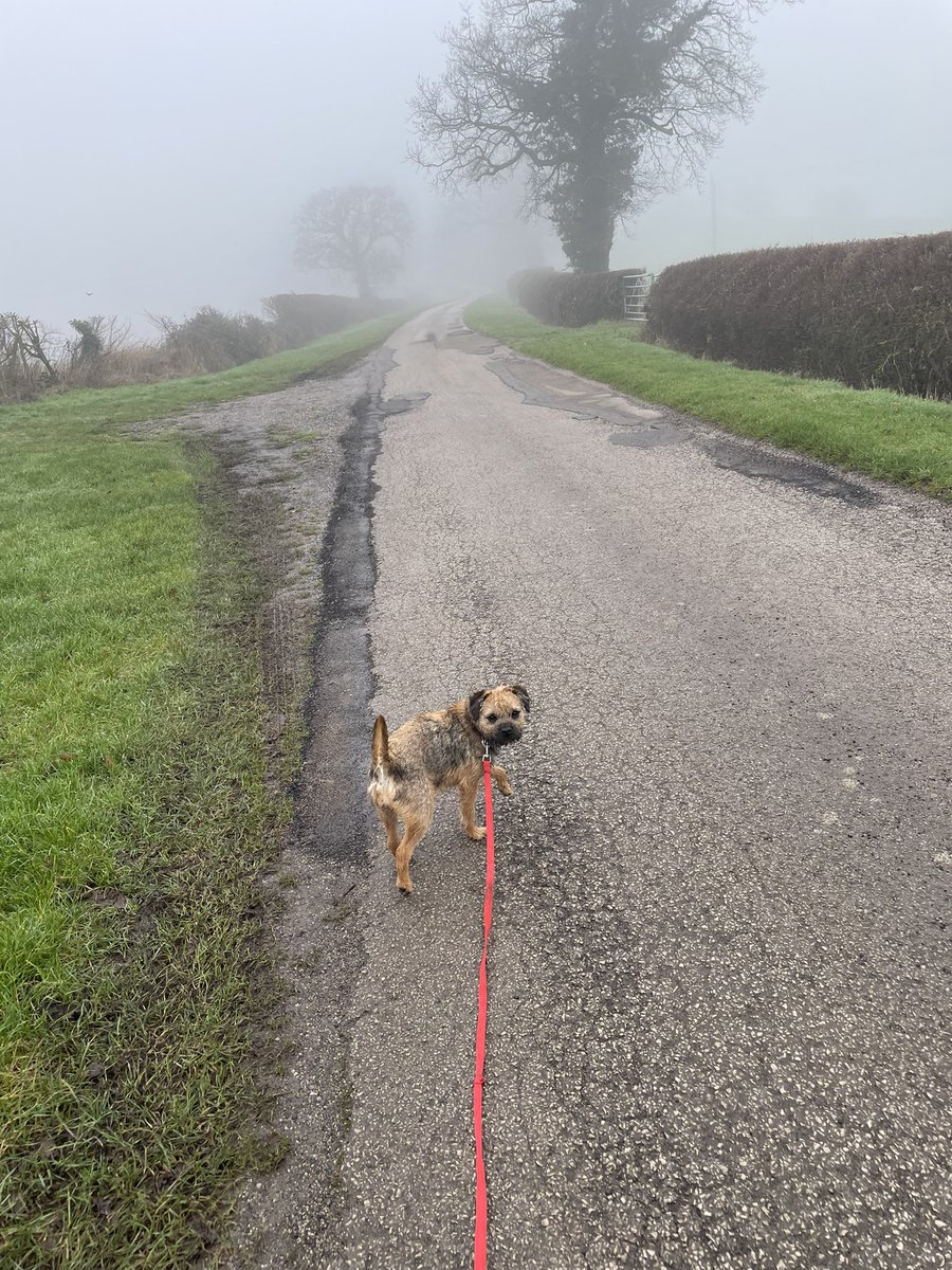 MissNancyBT's tweet photo. Had lots of fun on my #walkies today, human sis found somewhere new so I had lots of new things to #sniffs. #foggy #walks #BTPosse #puppy #btpup ☺️🐾 https://t.co/BB6I6zYYhD