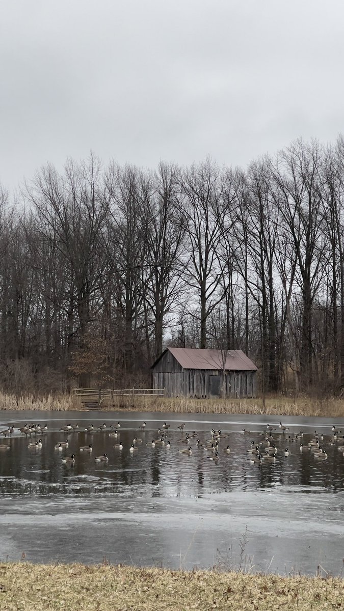 AjmaniK's tweet photo. @garyrgruber Portion of on-site #poetry from Friday’s walk under ‘heavy, gloomy’ skies…
Fallen leaves into thin ice blown
Pray tell what gifts holds this day?
Rarely would the heart have known
If it had stayed at bay
#winter #walking140 https://t.co/Gqk18FUac5