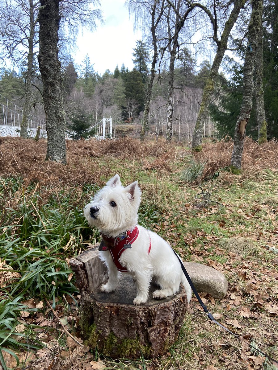 Lynn Morrison tweet media