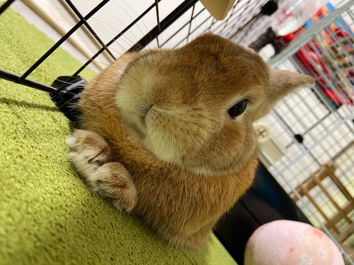 どうか みんなに危ないことがありませんように…😣

#うさぎ #ニュースチェック