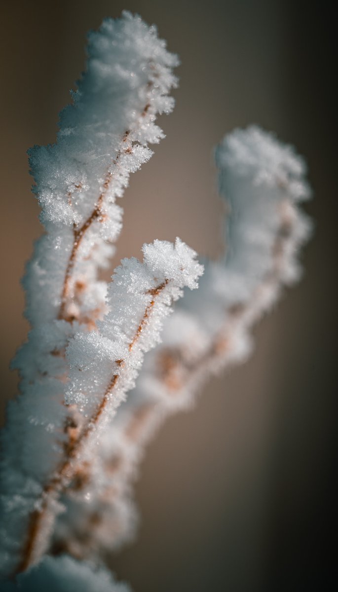TjWsPhotography's tweet photo. Early Morning Frost Macro

#moody #minimal #winter #nature #photography #naturephotography #travel #lifestyle #captures #flora #explore #flower #morning #macro #macrophotography #macroflower #wintermorning #macroworld #macronature https://t.co/Zx5u6ODAXo