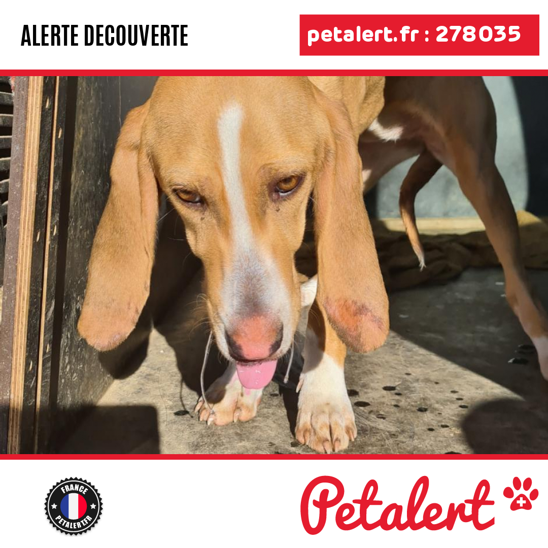 petalert_france's tweet photo. Trouvé #Chien #Ariege #Luzenac #Petalert  #PetAlert09 / https://t.co/tQFB4MsN7d https://t.co/Ju6TV8ABfz