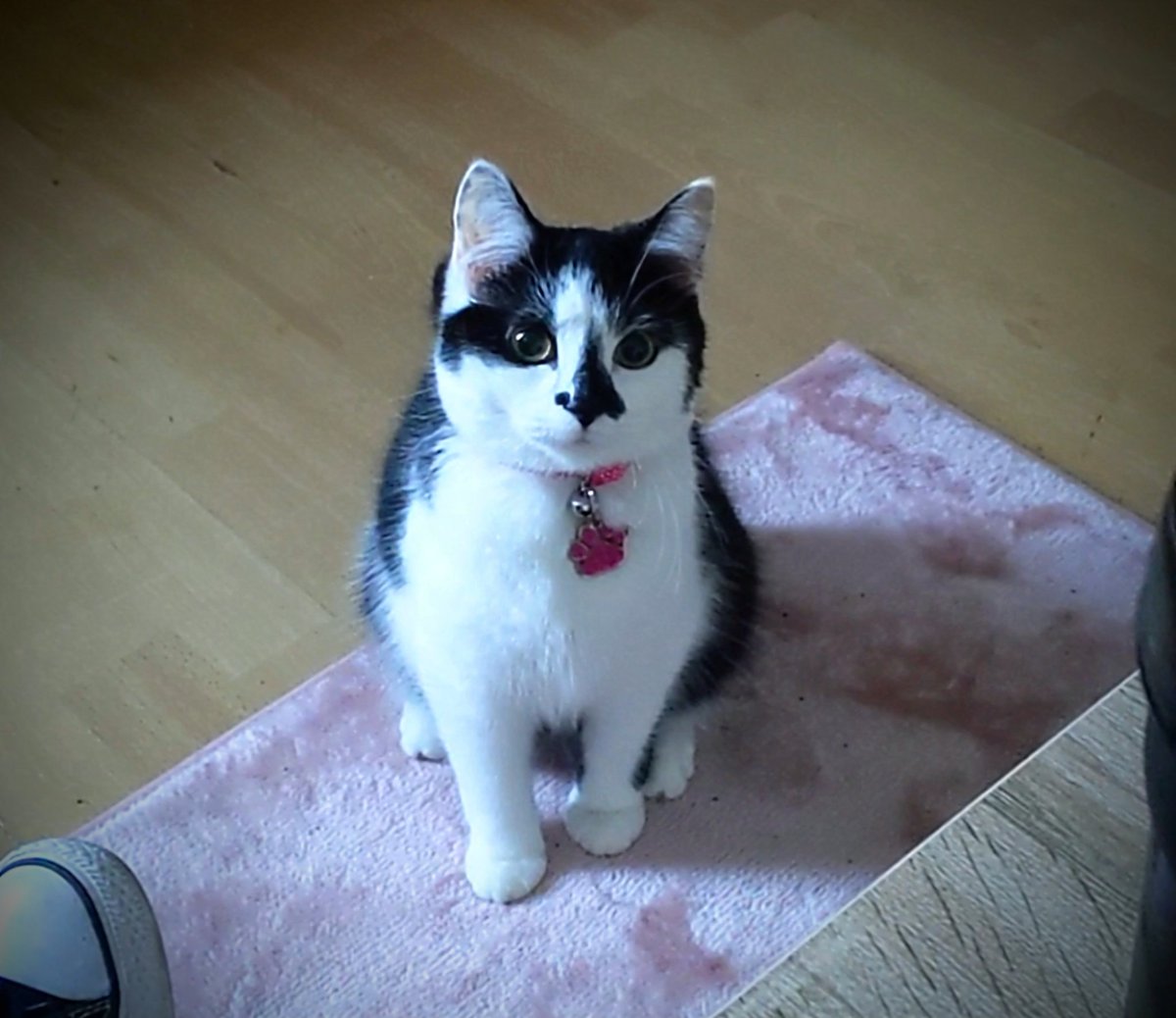 Cosmimusic's tweet photo. Then and now 💕 #Caturday https://t.co/CWYsaTneu0