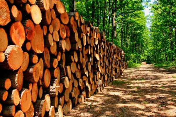 heitairoi's tweet photo. (1/6)Todo el debate para hacer resurgir el #Rural esta centrado en solo dos opciones, agricultura o ganadería, si no hay estas dos actividades parece q no hay mas opciones,pero si,la forestal, la gran desconocida para la mayoría de la gente.(hilo)
  @brigada_do @argentinaforest https://t.co/mgxv4FsfOK