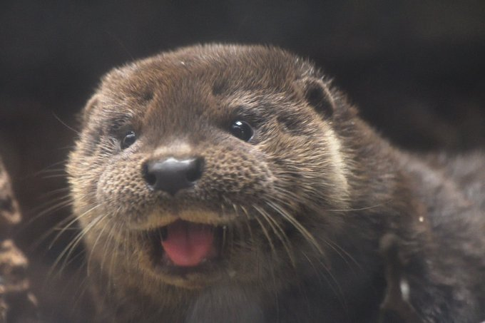 eduardo_garcmol's tweet photo. Aristotle, Historia Animalium 7(8) 595a3-5:

"The otter also bites humans and does not surrender, so they say, until it hears the crack of bone." https://t.co/WdrtxPgr82