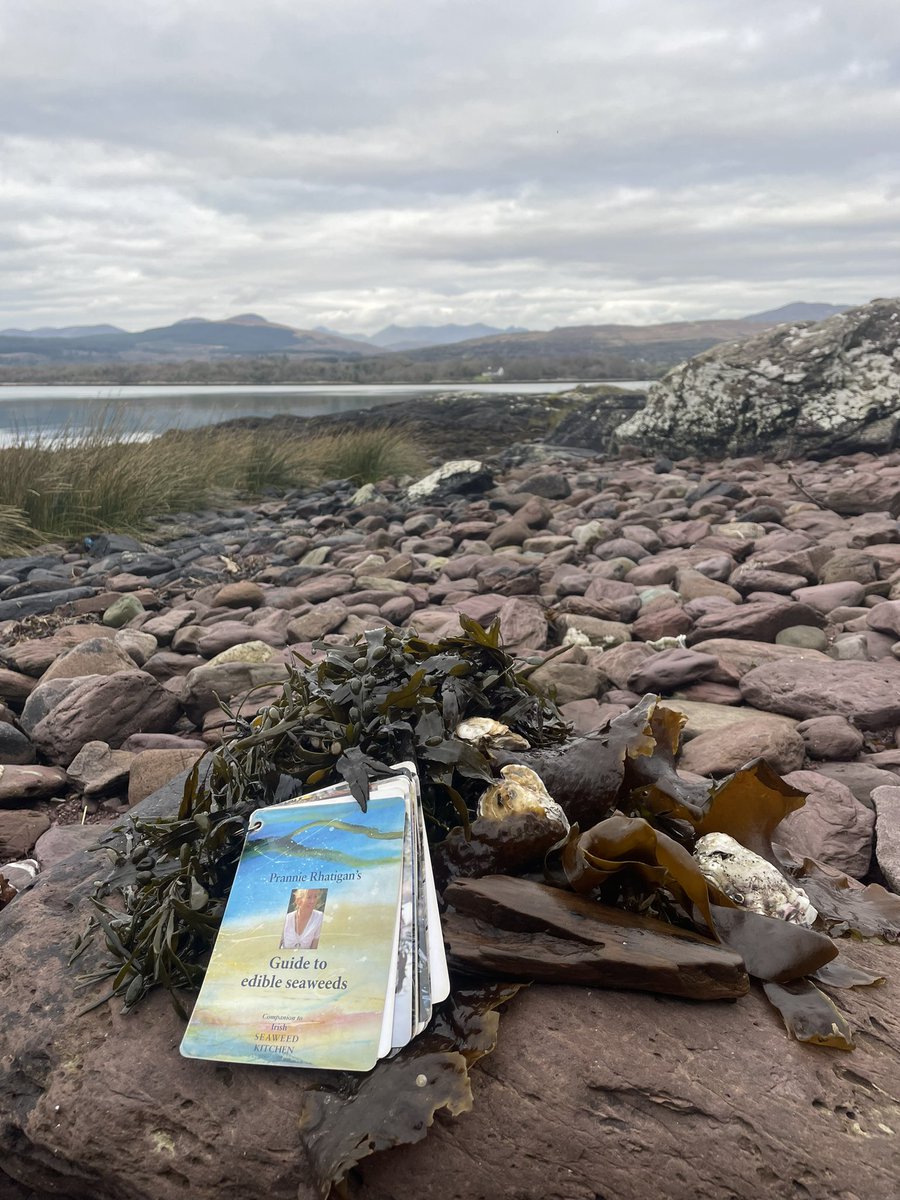 Saturday morning foraging @WAWHour @discoverirl #macgillycuddyreeks #carrauntoohil #kenmarebay #foraging