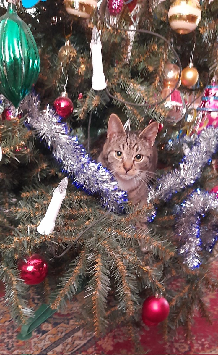 ewak1193's tweet photo. Ozdoba z kota 🙃😁🐱🎄 https://t.co/q22SKtXcVj