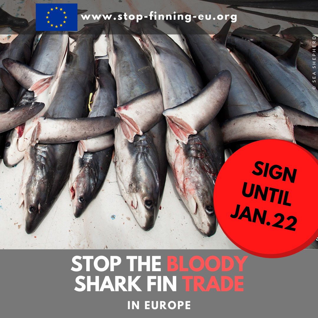 Shark_Guardian's tweet photo. Pls RT! Calling all 🇮🇹Italian,🇮🇪Irish &amp; 🇬🇷Greek citizens: We're close to vote threshold in Italy Ireland &amp; Greece in an EU-wide petition to save #sharks to STOP bloody #shark fin trade in Europe. Pls sign here!
https://t.co/zhJxYOwGrb
Grazie molto! Go raibh maith agat! Ευχαριστώ! https://t.co/L41E9ndUCh