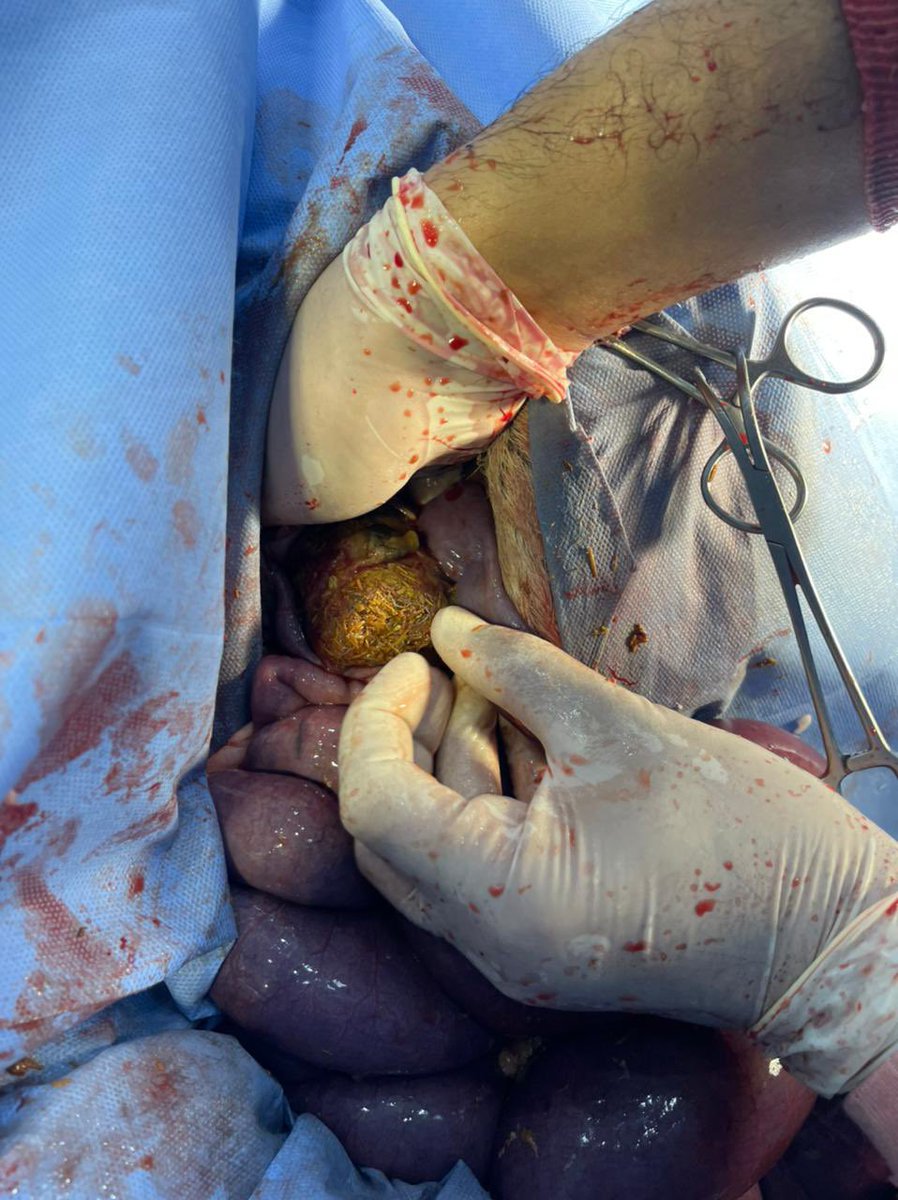 SalamVeterinary's tweet photo. نجح قسم الجراحة في مجموعة سلام البيطرية من اجراء عملية جراحية  لإحد الفحول واستخراج مادة صلبة متحجرة من بطنه من فترة طويلة ادت الى فقدانه للشهية وسوء حالته الصحية https://t.co/lSuMuEGO6e