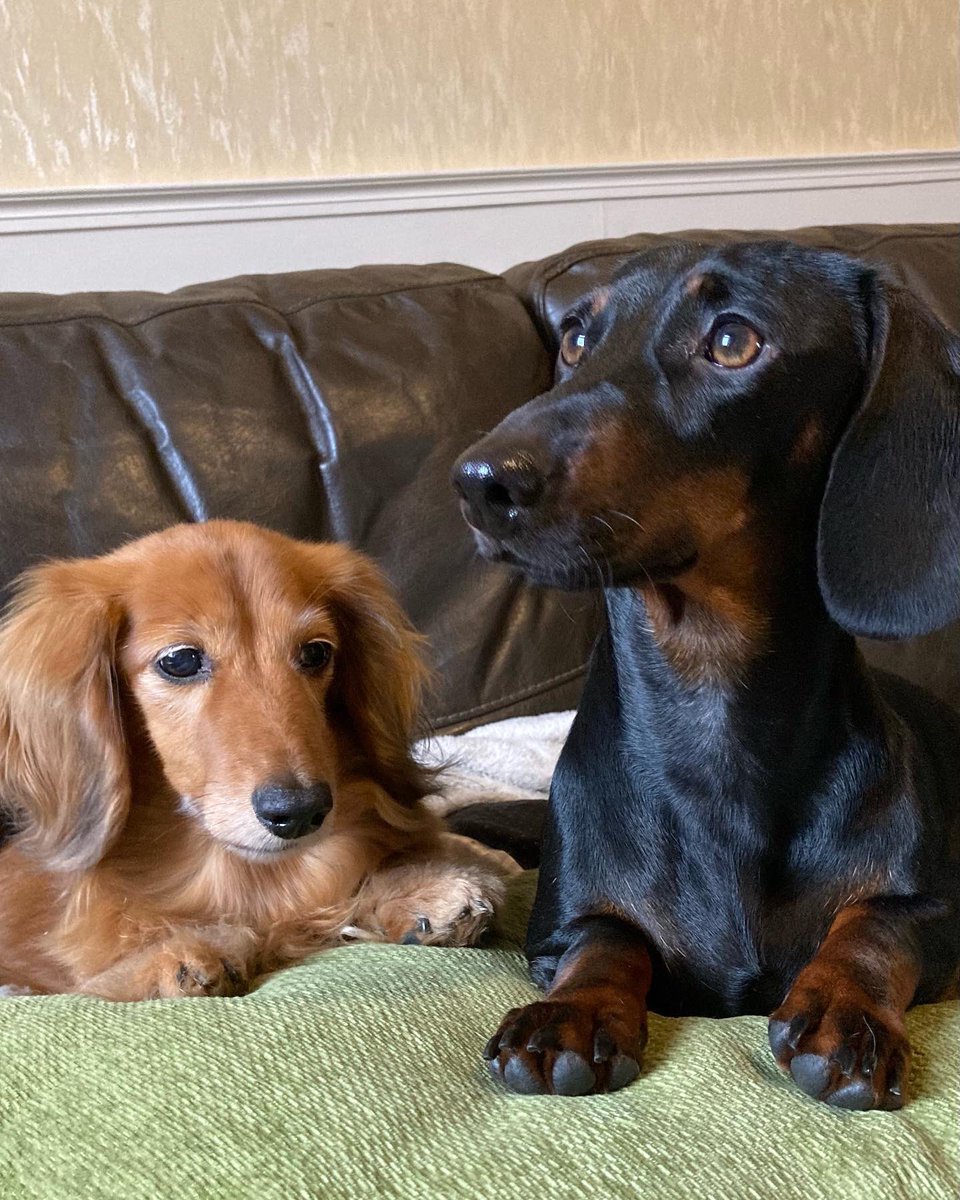 Roobie as beautiful as ever at 12 years old 😍 #sausagespam