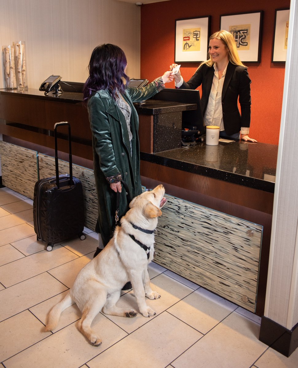 Hotel43's tweet photo. We're celebrating two years pet-friendly! 🐶🎉 Don't forget to bring your doggo along when you stay at Hotel 43. 

#petfriendly #dogfriendlytravel #dogsallowed #dogfriendlyhotel https://t.co/X8e6nYt7T6