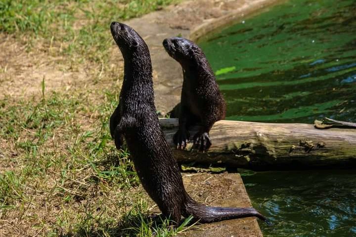 Buganda Heritage and Tourism Board (BHTB) tweet media