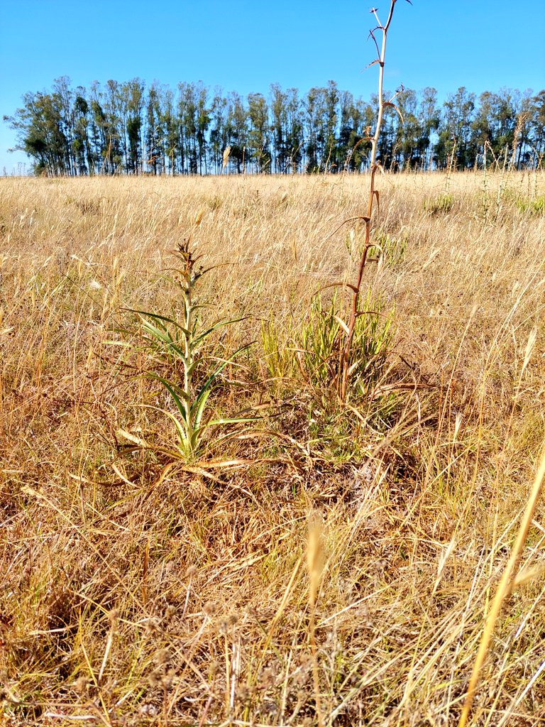 El adecuado manejo del pastoreo durante todo el año es la clave para enfrentar los momentos de sequía.
Datos promedios de los últimos 60 dias en INIA TyT: ganancia de borregas pastoreando campo natural- pastoreo continuo.
• 4 cm de altura - 18 g/día
• 8 cm de altura - 62 g/día