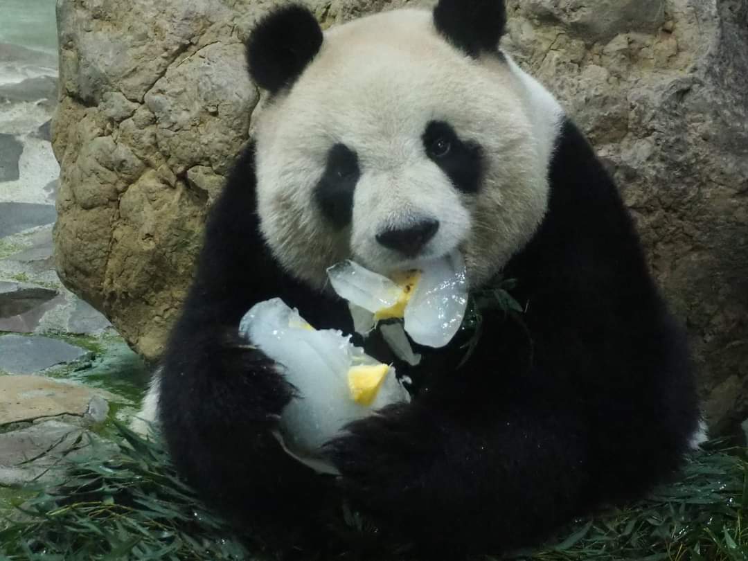 zai_panda's tweet photo. 20220115 Yuan Zai enjoy her pineapple. 
Yuan Bao enjoy her bamboo shoots . https://t.co/0lpxQ464Lk