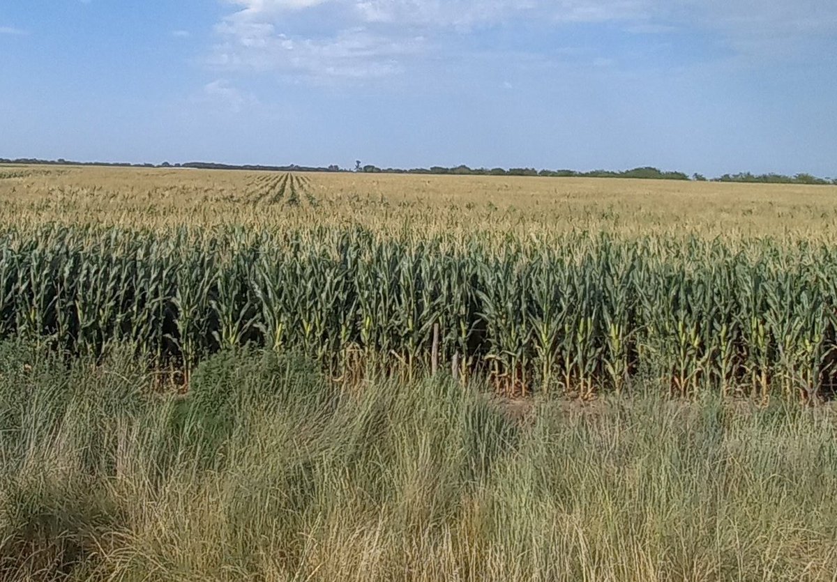 ccganet's tweet photo. Que noble sos DK 72-10 VT3P!!! 🌽🌽🌽. Gracias por existir!!!
@MANUEM @luchysoco @DekalbArgentina https://t.co/pQ456emhQD