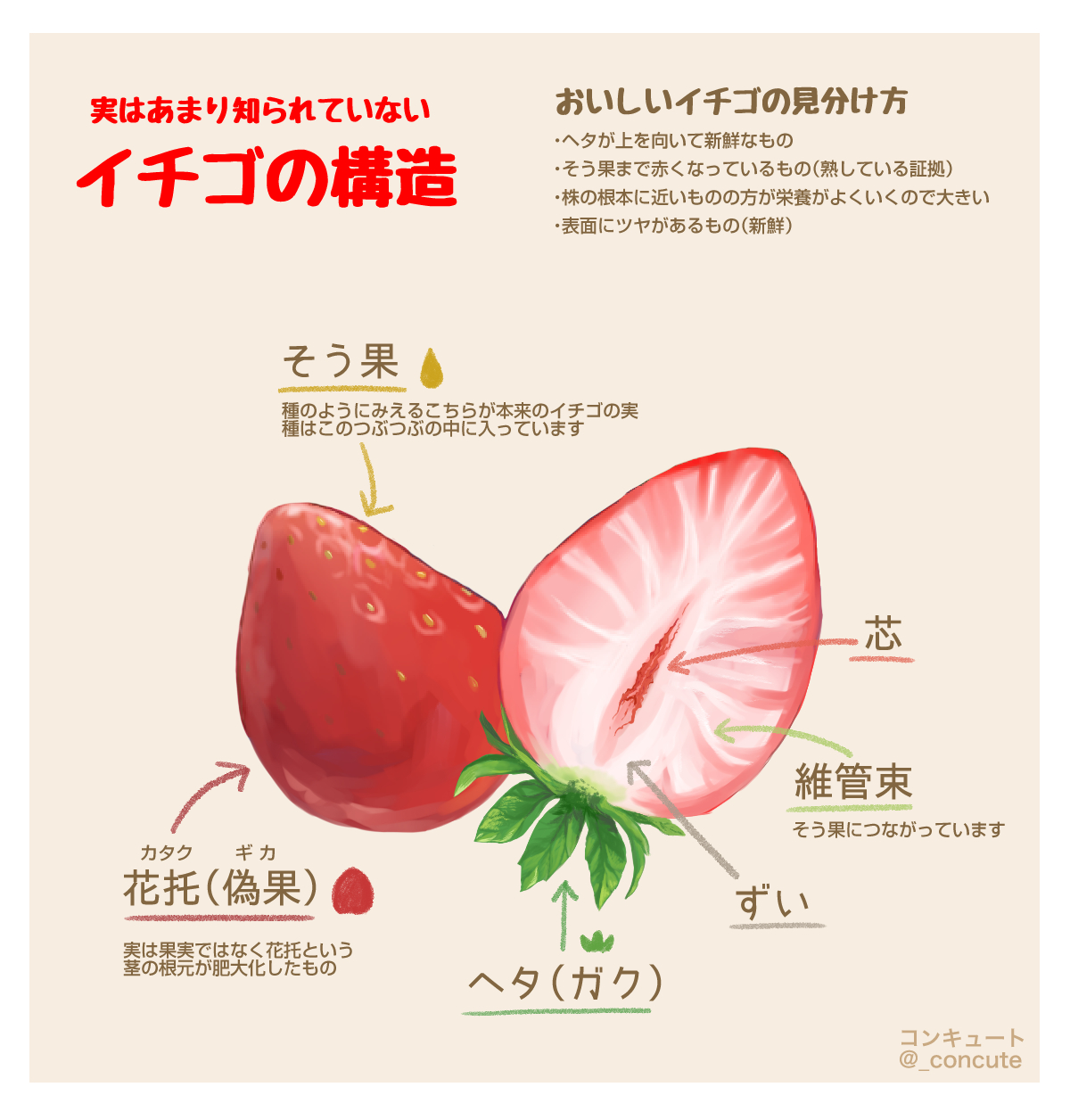 コンキュート V Twitter 今日は苺の日ということであまり知られていない イチゴの構造 を紹介します ゴマに似ていて種のように見える部分が実は本来の実 そう果 です そう果まで真っ赤で艶のあるイチゴが美味しく熟したイチゴです いちごの日 いちご