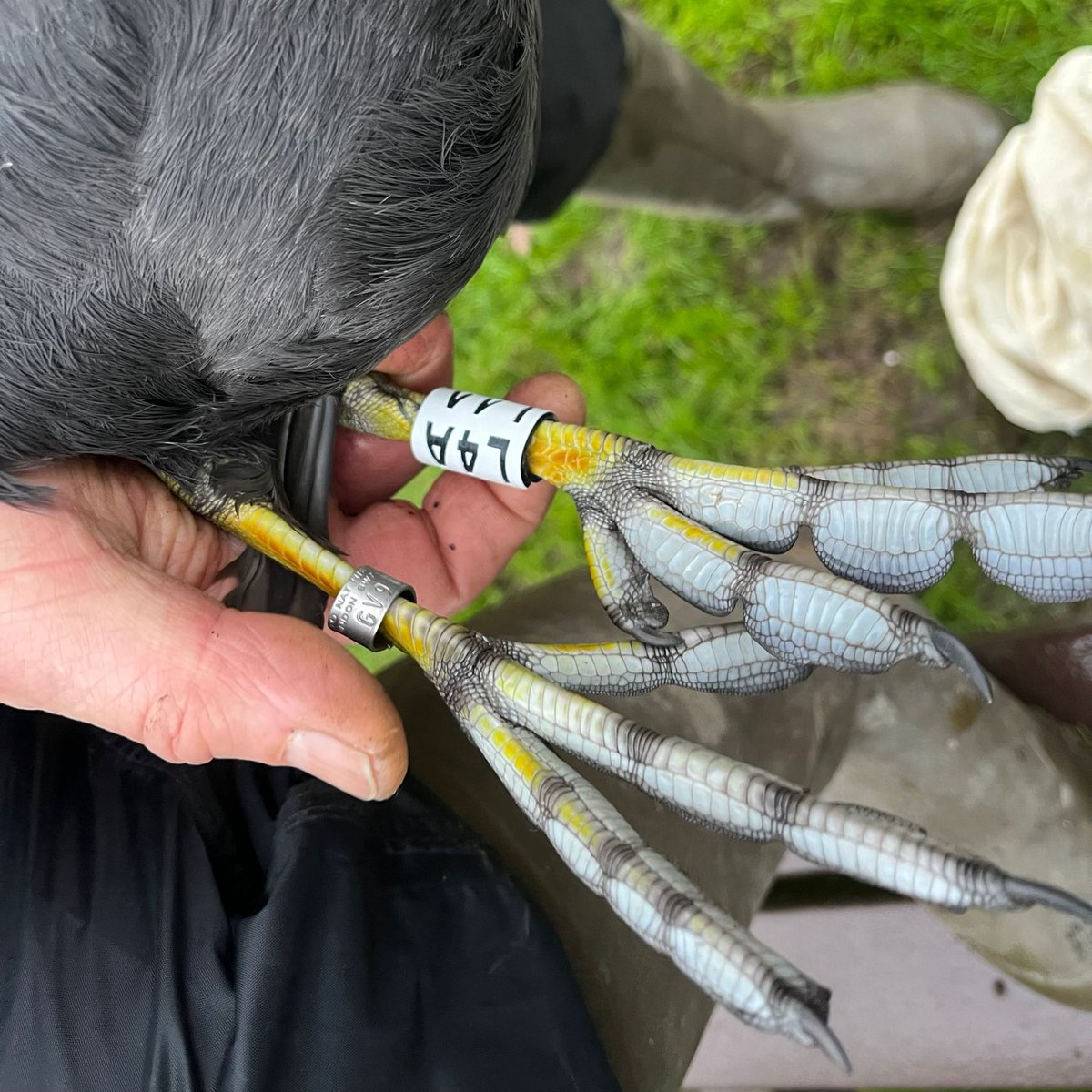 Holme Bird Obs tweet media