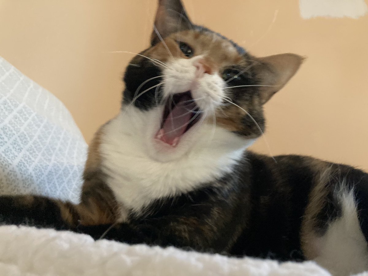 Rainbow is shocked that I’m awake this early on a #Caturday morning. Me too, Rainbow, me too. #CatsOfTwitter #calicocat