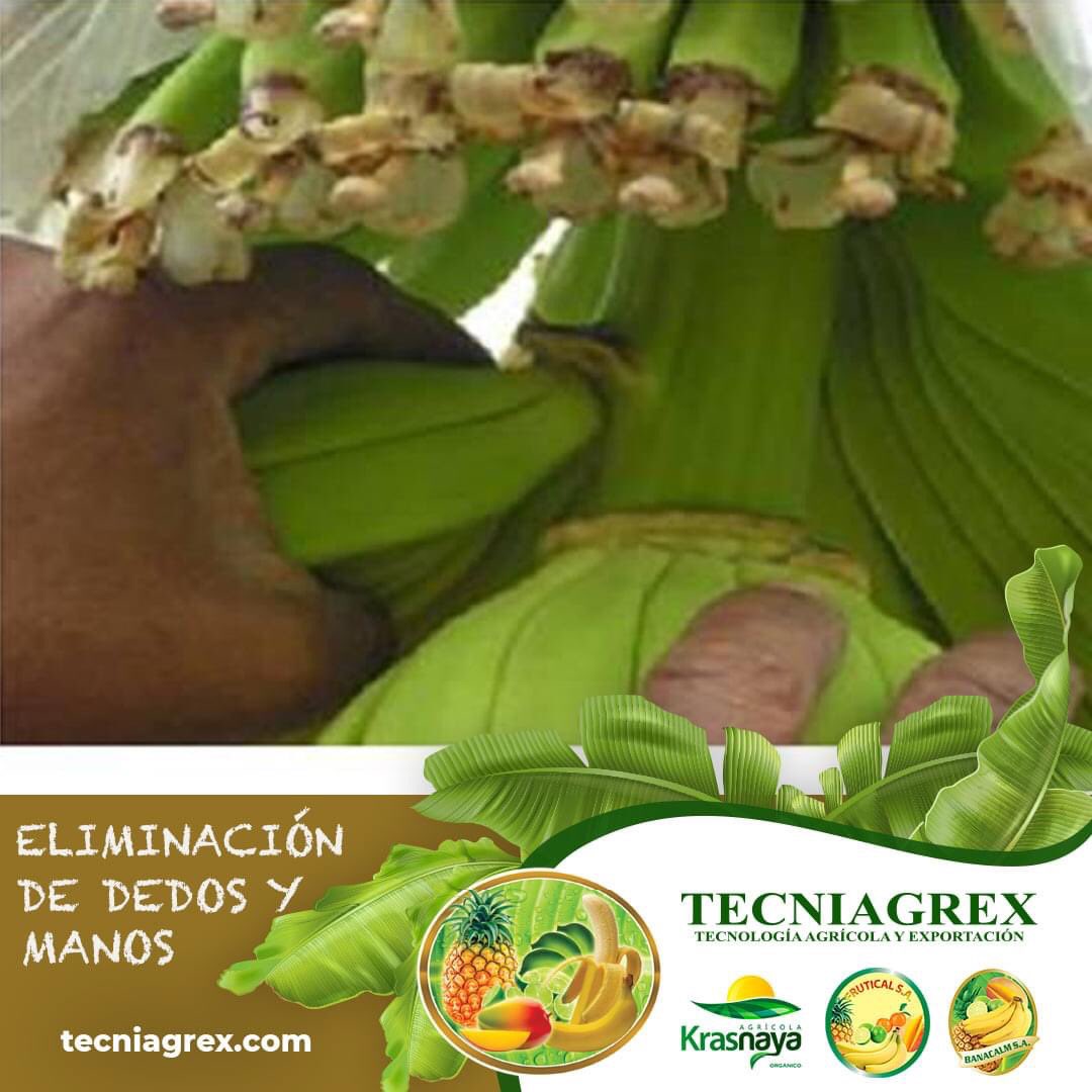 Proceso para mejorar la calidad del banano:

ELIMINACIÓN DE DEDOS Y MANOS DEL RACIMO
#corporacionblarrion, #banana🍌, #mejorarbanano, #eliminaciondededosymanosracimo, #cosecha #Tecniagrex, #Frutical, #Banacalm y #Krasnaya, #Ecuador🇪🇨️, #Machala.
